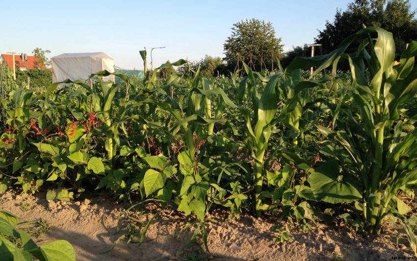 Using the Three Sisters Method to Grow Corn, Beans, and Squash - Companion Planting at Its Best