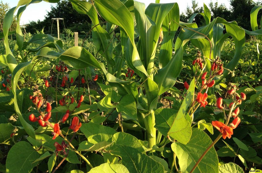 Using the Three Sisters Method to Grow Corn, Beans, and Squash - Companion Planting at Its Best