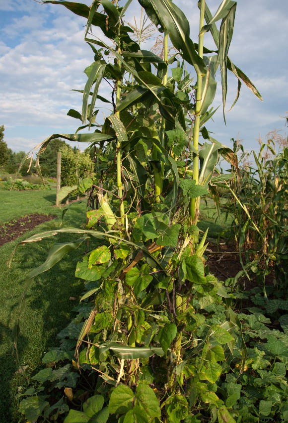 Using the Three Sisters Method to Grow Corn, Beans, and Squash - Companion Planting at Its Best