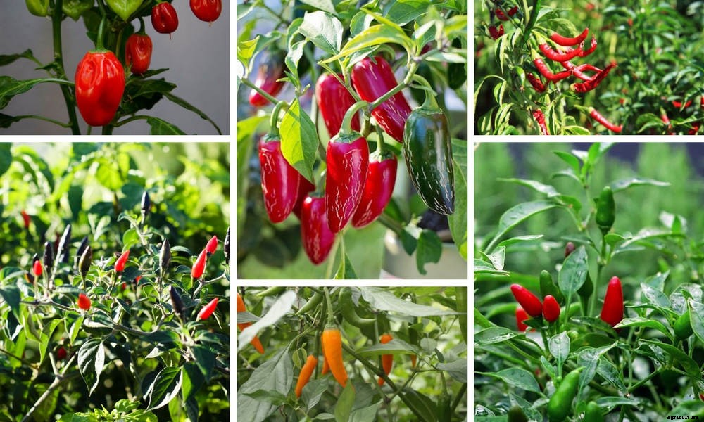 How to Grow a Bumper Crop of Chilli