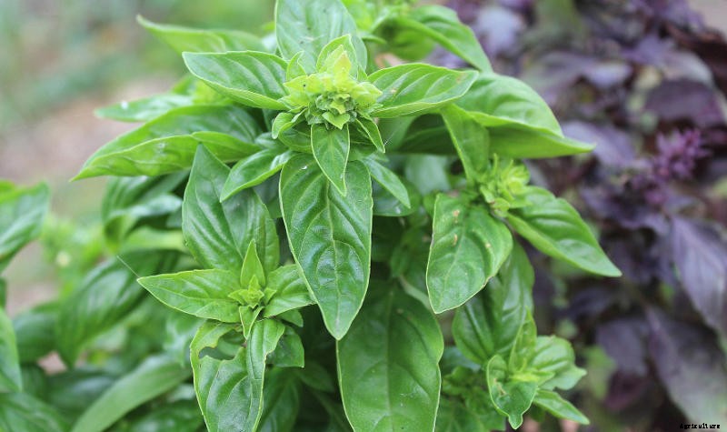 Easy Steps to Grow Beautiful Basil