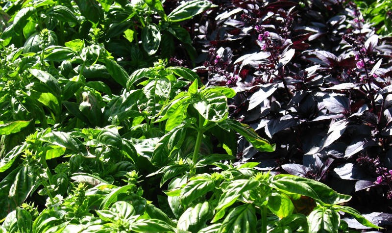 Easy Steps to Grow Beautiful Basil
