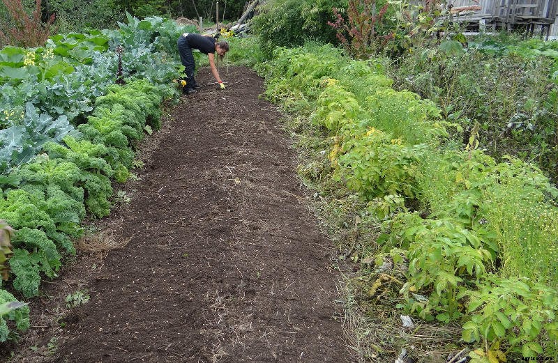 Avoid These 12 Common Vegetable Gardening Mistakes