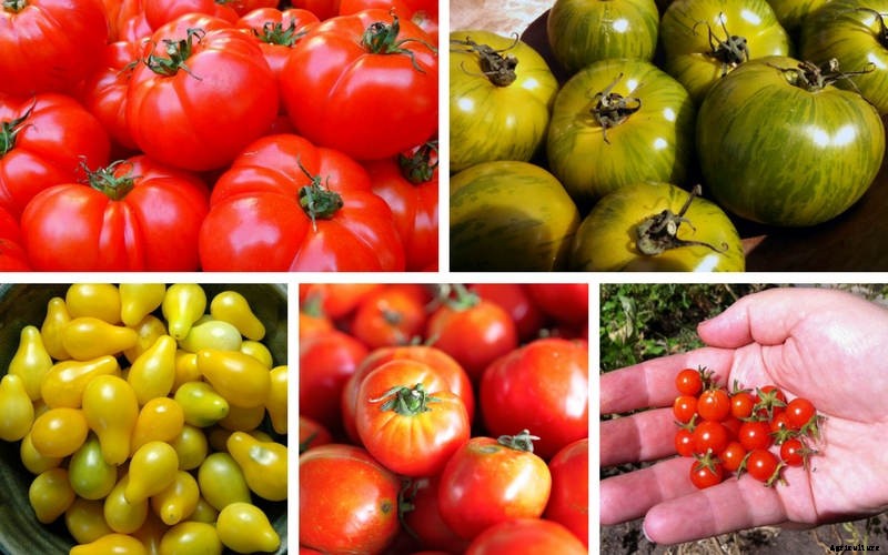 Tips for Growing Luscious Tomatoes