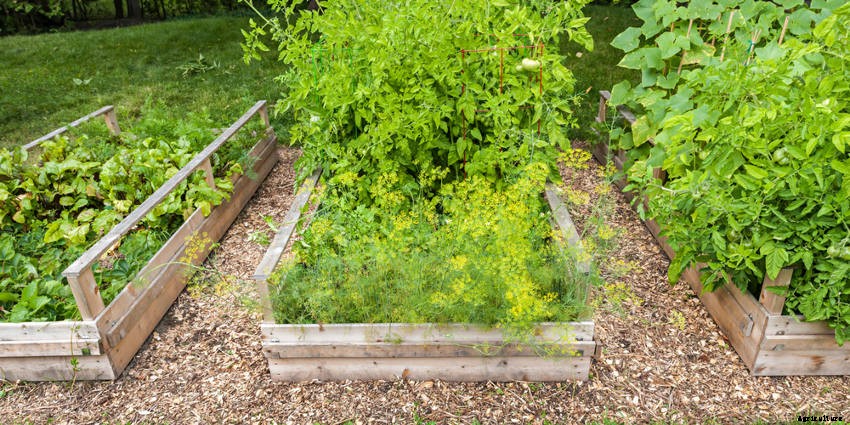 The Pros and Cons of a Raised Garden Bed