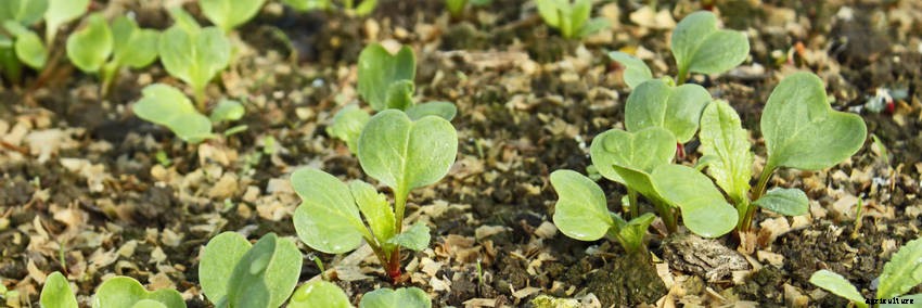 Five Reasons to Grow Radishes