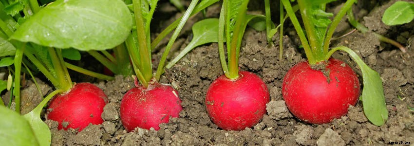Five Reasons to Grow Radishes