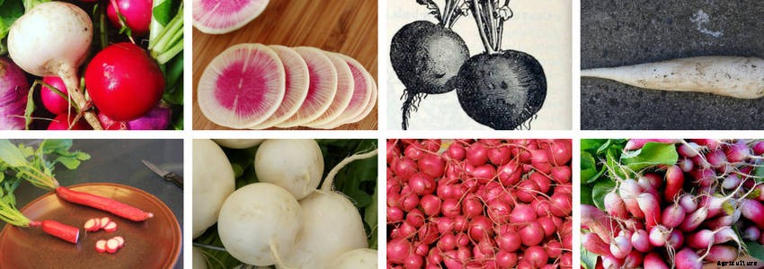 Five Reasons to Grow Radishes
