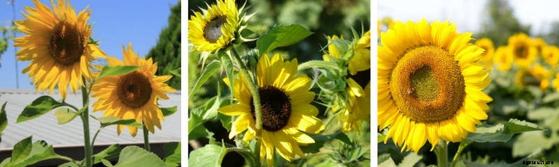 Five Flowers That Anyone Can Grow From Seed