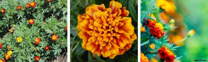 Five Flowers That Anyone Can Grow From Seed