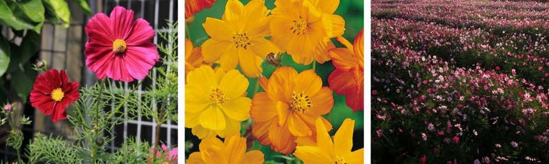 Five Flowers That Anyone Can Grow From Seed