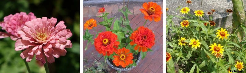 Five Flowers That Anyone Can Grow From Seed