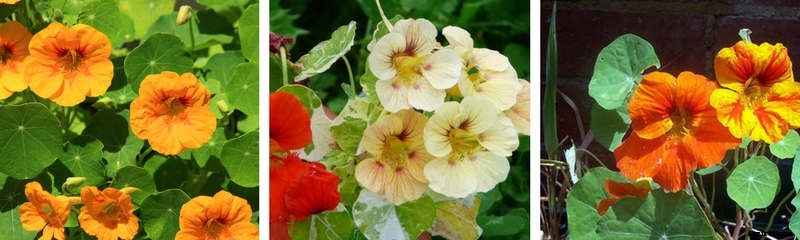 Five Flowers That Anyone Can Grow From Seed