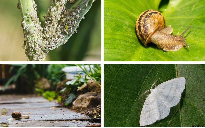 Homemade Preparations for Pest, Disease and Weed Control