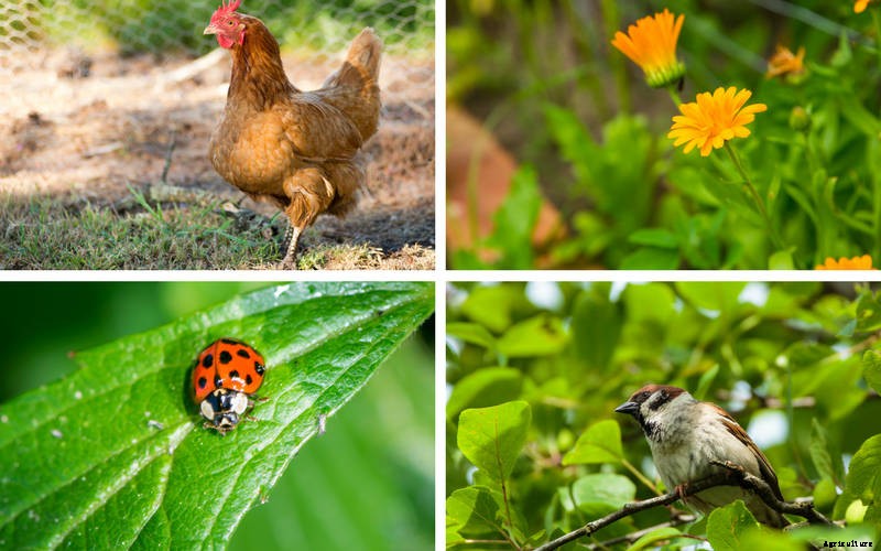 Integrated Pest Management for Home Gardeners