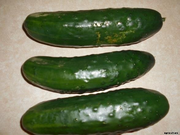 High Rise Cucumbers