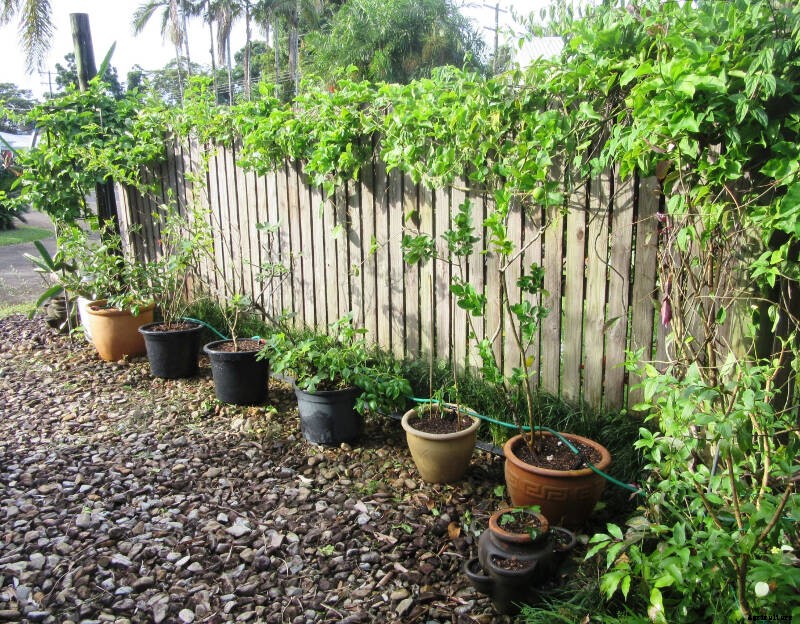 How to Repot Fruit Trees