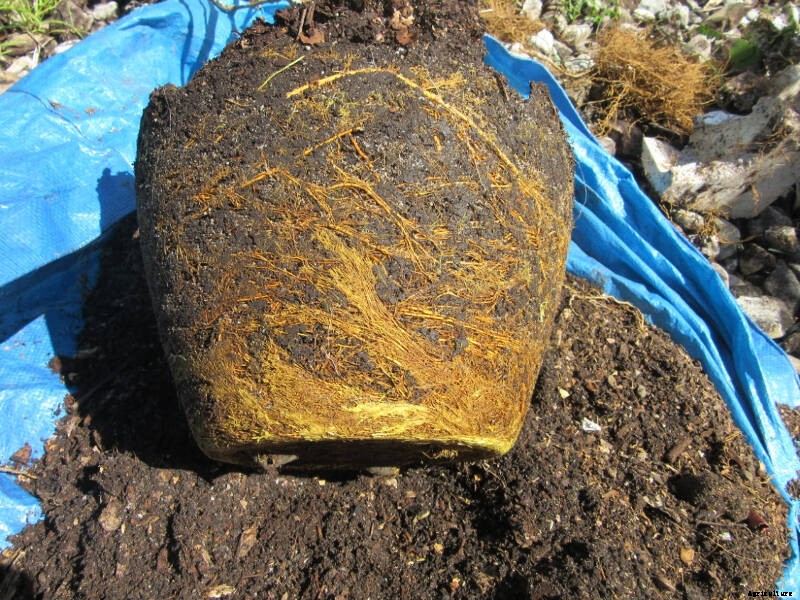 How to Repot Fruit Trees