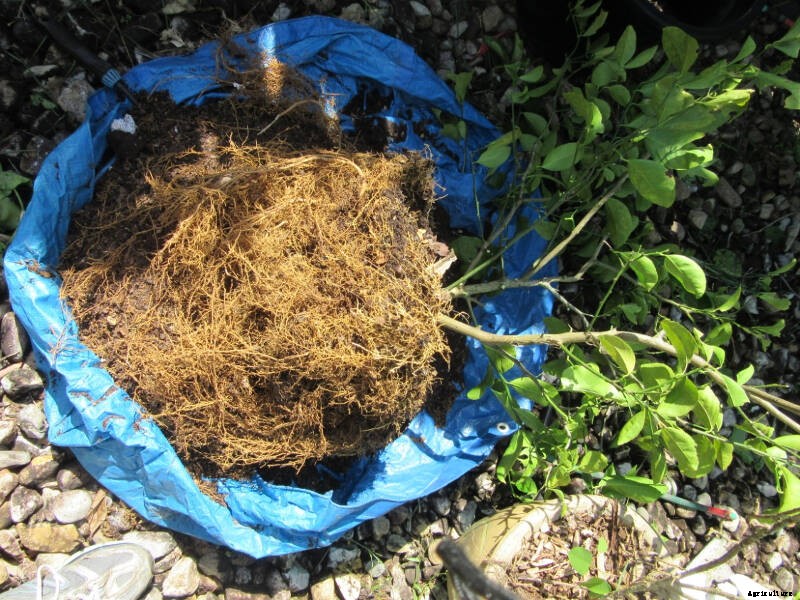 How to Repot Fruit Trees