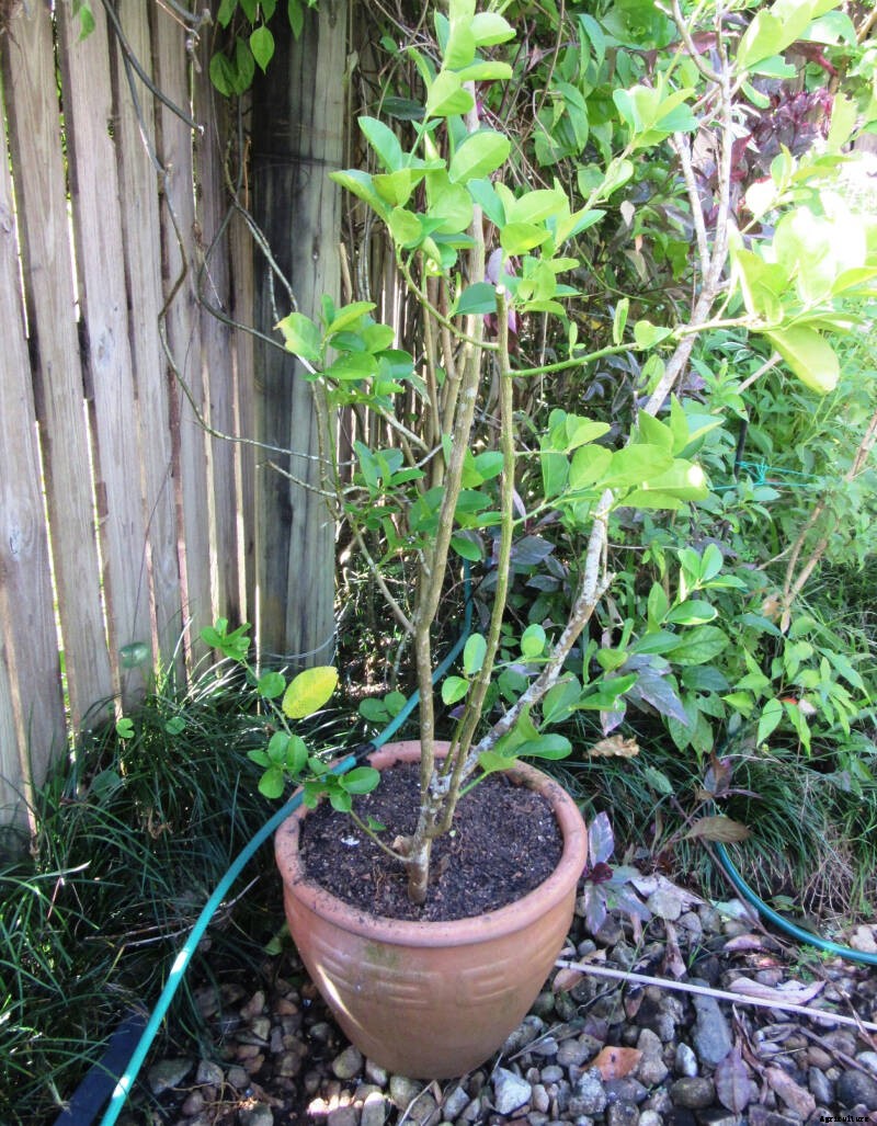 How to Repot Fruit Trees