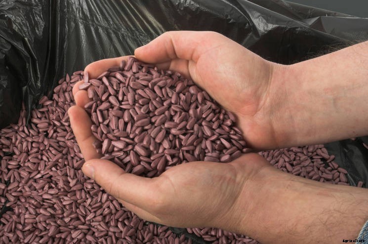 How to Store Your Seeds