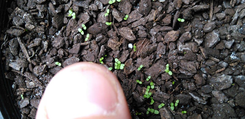 How to Sow Tiny Seeds