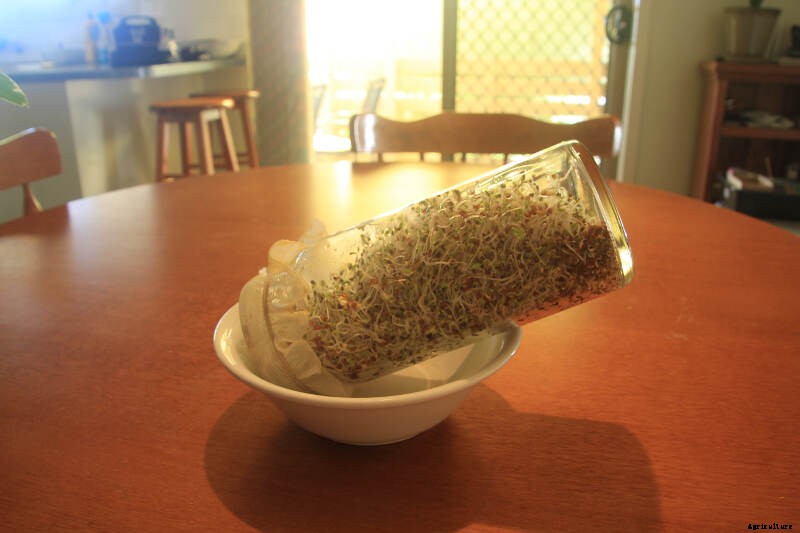Sprouted Seeds- How to Grow Sprouts