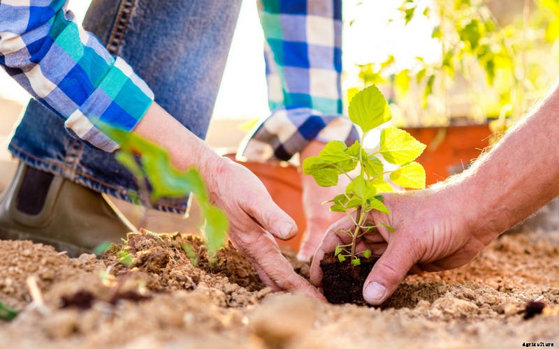 Starting an Organic Garden