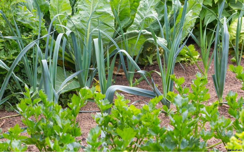 Starting an Organic Garden