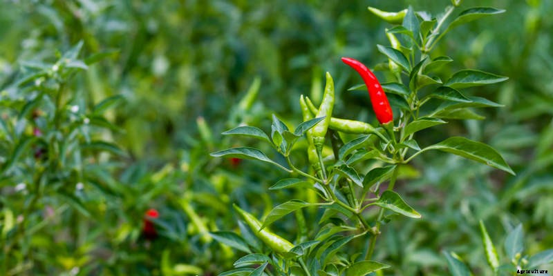 Tips for Growing the Hottest Chilli Peppers