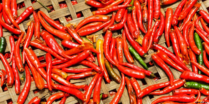 Tips for Growing the Hottest Chilli Peppers
