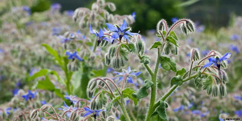 Companion Planting: A Brief Overview