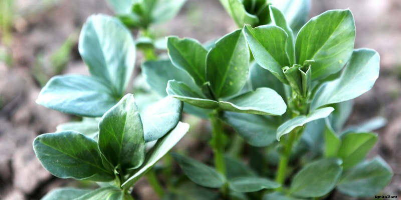 Companion Planting: A Brief Overview