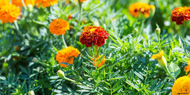 Companion Planting: A Brief Overview