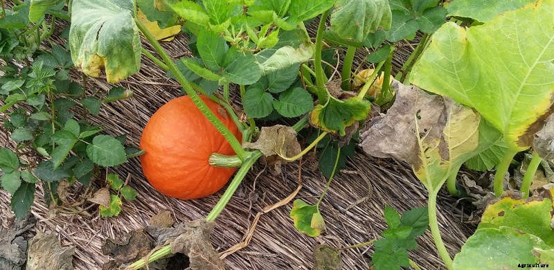 How to Harvest and Store Pumpkins