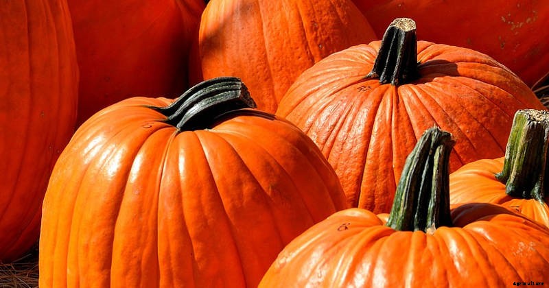 How to Harvest and Store Pumpkins