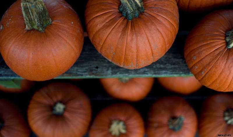 How to Harvest and Store Pumpkins