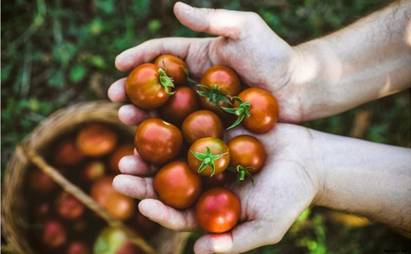 Tips for a Successful Garden