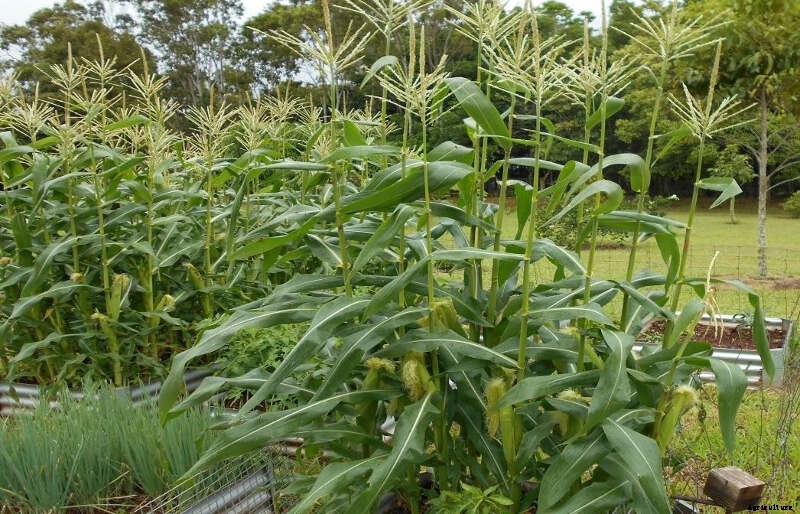 Sweet Corn – Growth & Storage