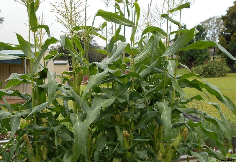 Sweet Corn – Growth & Storage