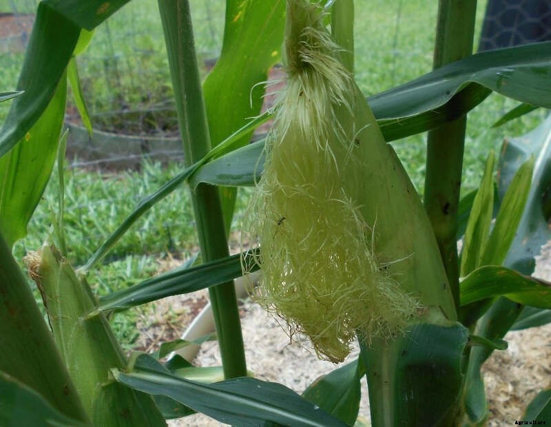Sweet Corn – Growth & Storage
