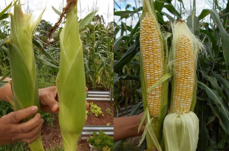 Sweet Corn – Growth & Storage