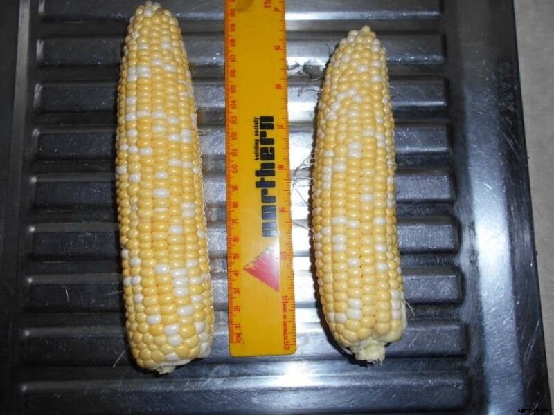 Sweet Corn – Growth & Storage