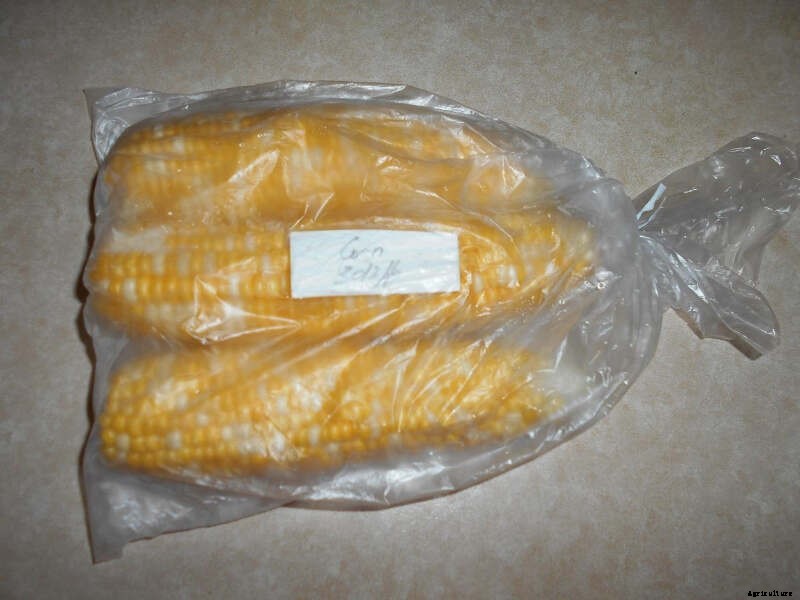 Sweet Corn – Growth & Storage