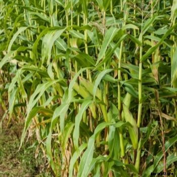 Newsletter- September 2016