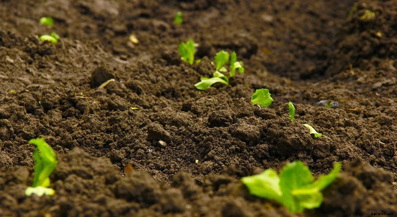 5 Learnings from a Greenhorne Green Thumb