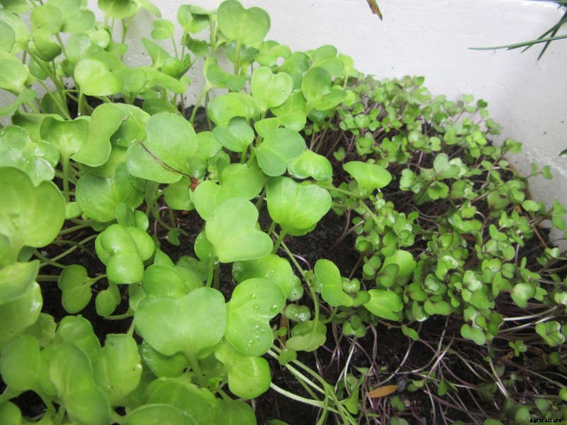 Homemade Wicking Boxes