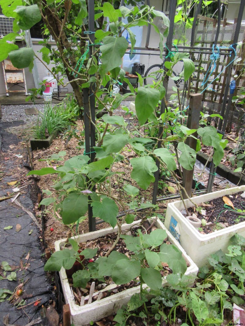 Homemade Wicking Boxes