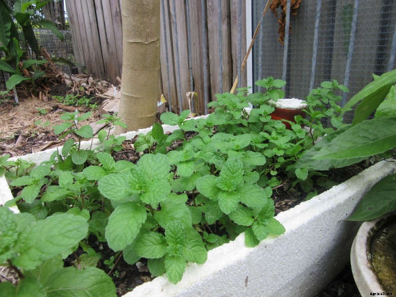 Homemade Wicking Boxes
