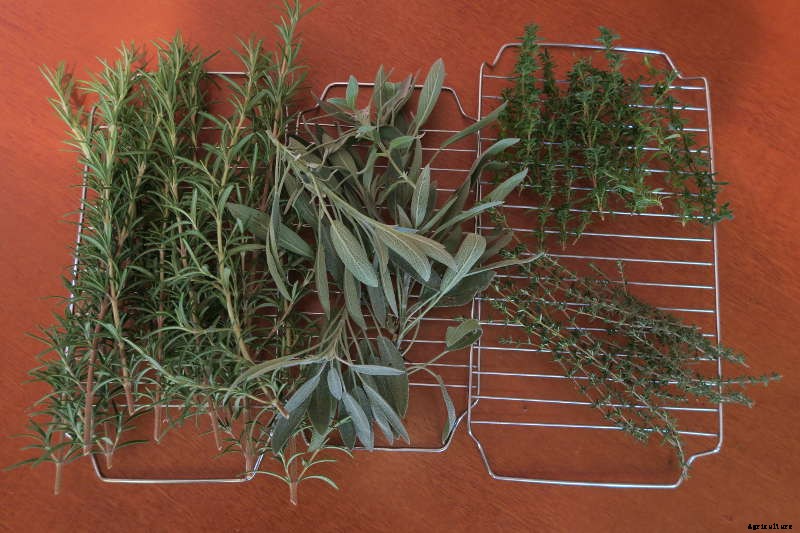 Harvesting and Drying Herbs for Winter